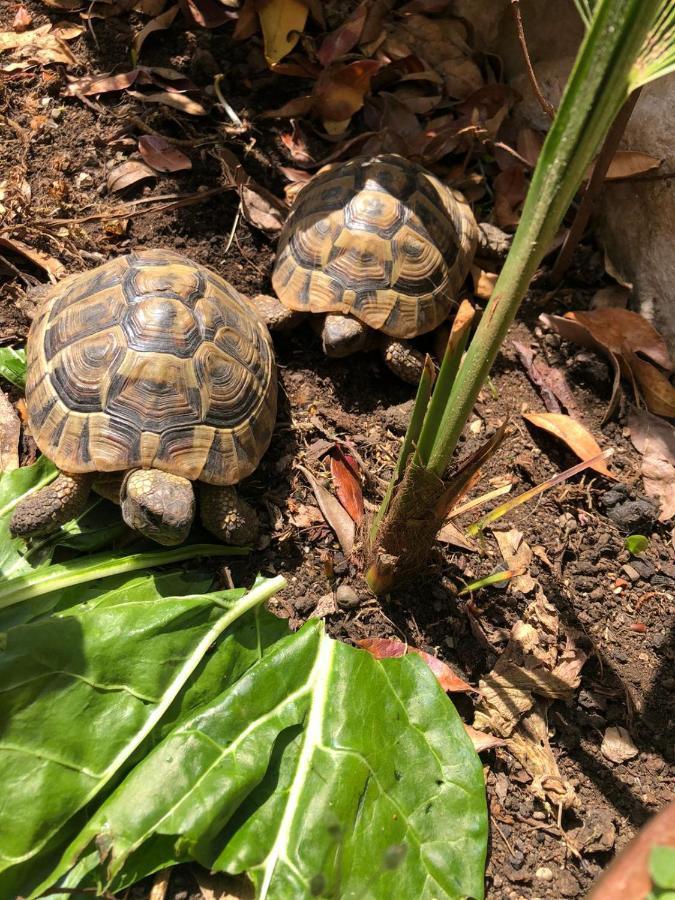 Tortoise Apartment Crikvenica Exterior photo